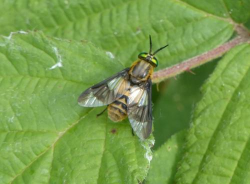 Chrysops viduatus